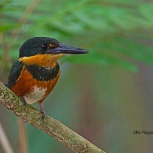 🐦 Birdwatching and Tropical Wildlife